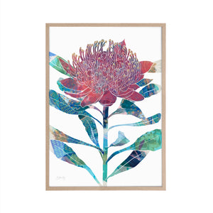 Waratah Flower Art Print